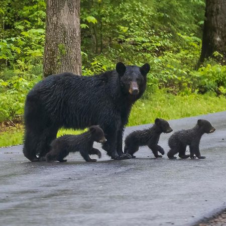 Bear End Villa Sevierville Ngoại thất bức ảnh