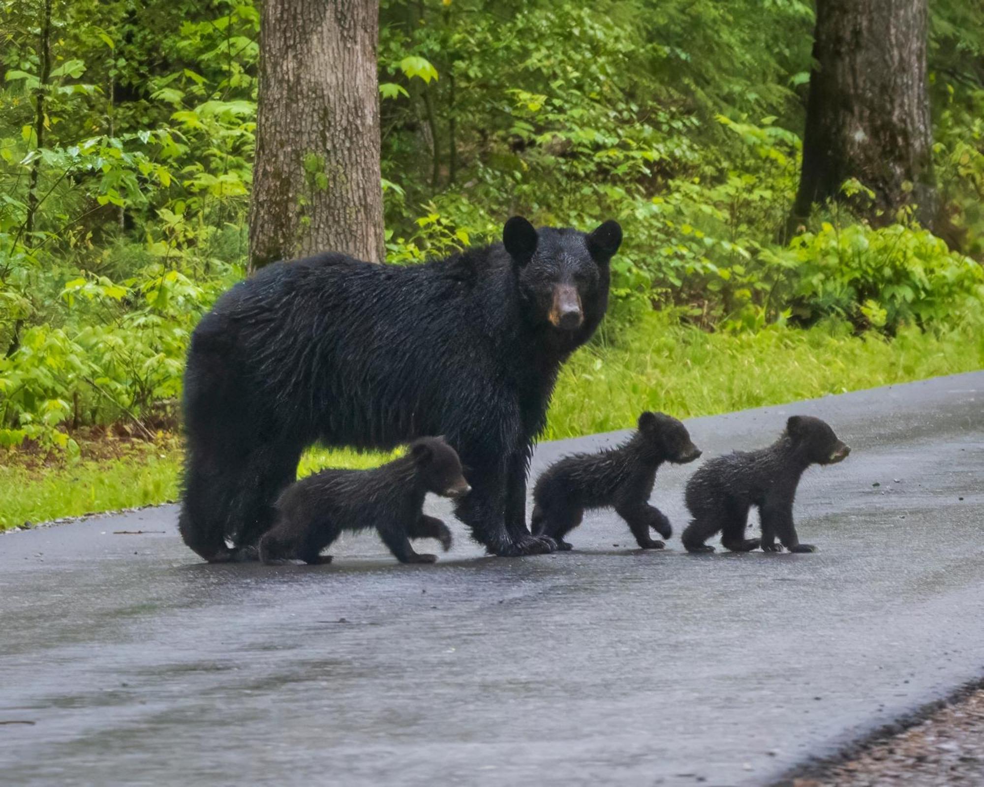 Bear End Villa Sevierville Ngoại thất bức ảnh